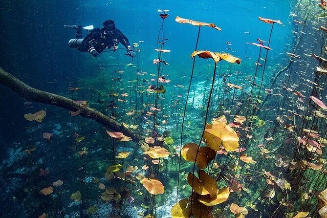 Dive into Tulum: Tour 3 Cenotes, from Riviera Maya - Luna: jungle light, natural openings, and a different mood