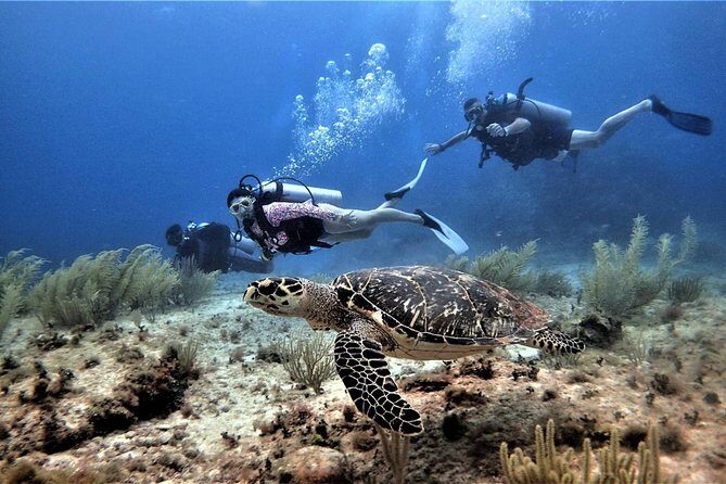Diving in Cancun Underwater Museum of Art - MUSA in Cancun: what you’ll actually see in the underwater museum