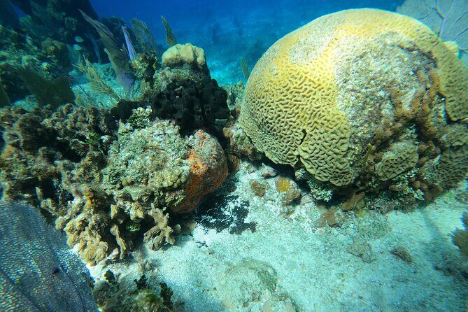 El Cielo and Snorkeling for Cruise Ship Passengers - Key highlights you’ll care about
