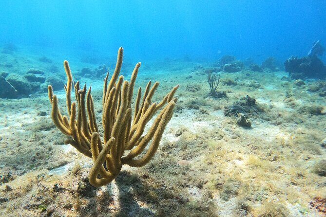 El Cielo and Snorkeling for Cruise Ship Passengers - Food, drinks, and what makes the package feel worth it