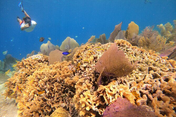 El Cielo and Snorkeling for Cruise Ship Passengers - Meeting at El Cid La Ceiba and how the day runs