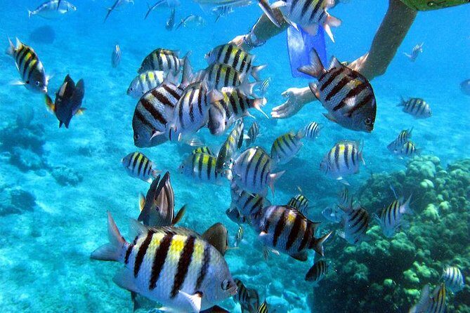 El Cielo Cozumel - Playa del Carmen to Cozumel: how this day actually runs