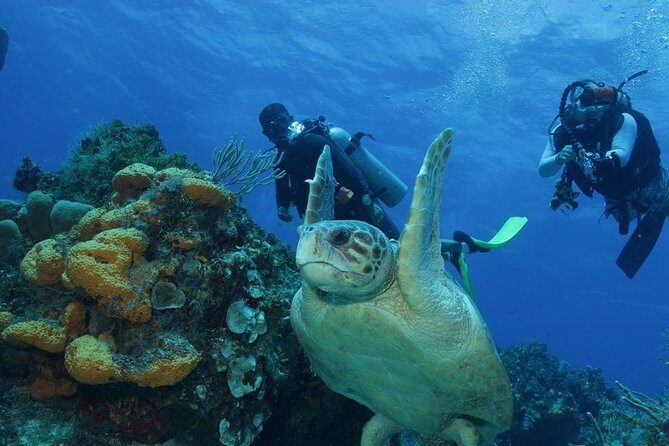 El Cielo Cozumel - Small-group snorkeling with a real cap: why it matters