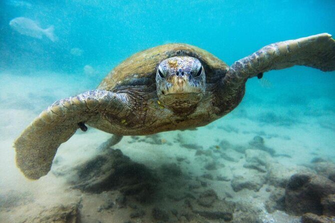 El Cielo Palancar and Columbia Snorkeling Tour - Key points at a glance