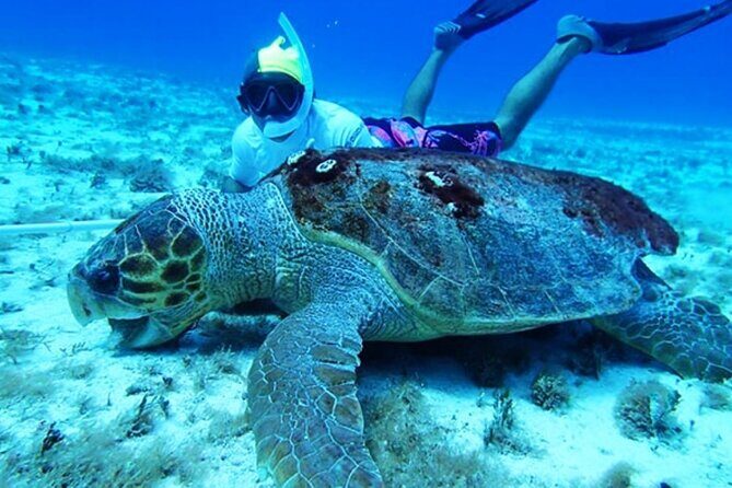 El Cielo Palancar and Columbia Snorkeling Tour - Palancar Reef Stop: 45 Minutes of Coral Colors