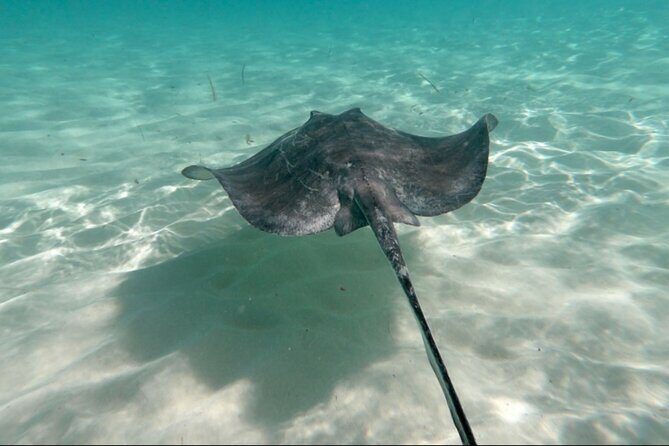 El Cielo Palancar and Columbia Snorkeling Tour - Columbia Reef: 40 Minutes of Life Close to the Surface