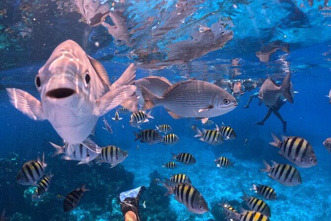 El Cielo Snorkeling Adventure in Cozumel - Colombia Reef: deeper water features and bigger sightings