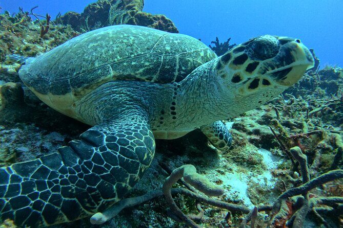 Enjoy two dives without previous experience with a boat trip - What I’d Focus on Before You Go
