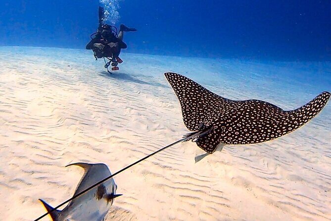 Enjoy two dives without previous experience with a boat trip - Cozumel National Park Reef Life: Two Stops, One Guided Learning Day