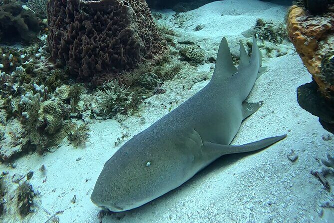 Enjoy two dives without previous experience with a boat trip - The Classroom-to-Water Flow (So You’re Not Guessing)