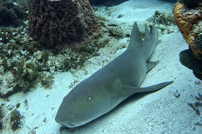 Enjoy two dives without previous experience with a boat trip - Picking Two Reefs Based on Currents: How the Day Stays Safe