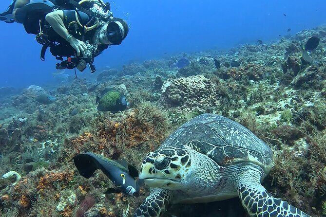 Enjoy two dives without previous experience with a boat trip - Boat Time in Cozumel: What “5 Hours” Usually Means