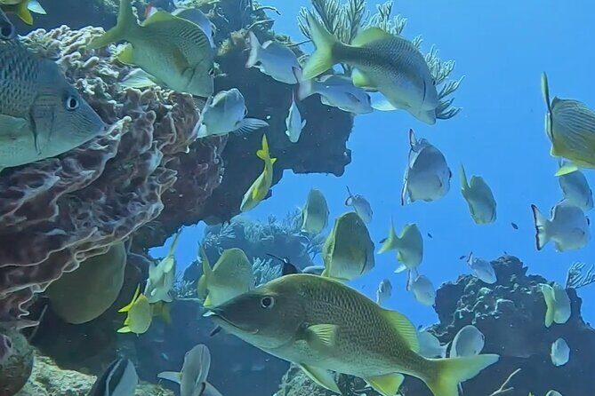 Enjoy two dives without previous experience with a boat trip - What You’ll See Underwater (And Why First-Timers Usually Love It)