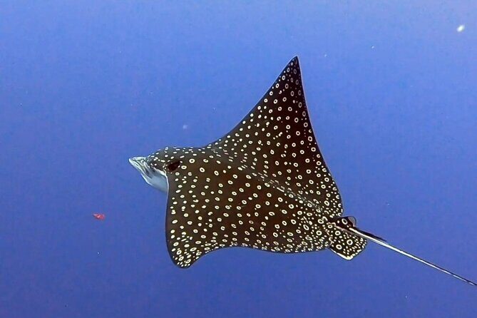 Enjoy two dives without previous experience with a boat trip - The Meal Between Sessions: Practical Fuel, Not an Afterthought