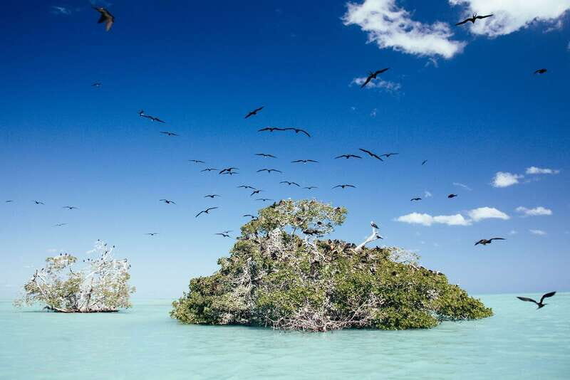 Exclusive Full Day Nature Expedition in Sian Ka'an - The mangrove boat cruise: where wildlife starts showing up