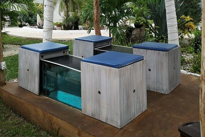 Fish Spa, Beach Break with Lounge Chairs, Umbrellas & Beach Area - Why this fish spa + beach club ticket makes sense