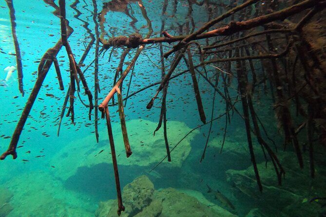 Freediving Intro for Beginners in a Cenote in Tulum Mexico - Tulum pickup, private transport, and staying on schedule