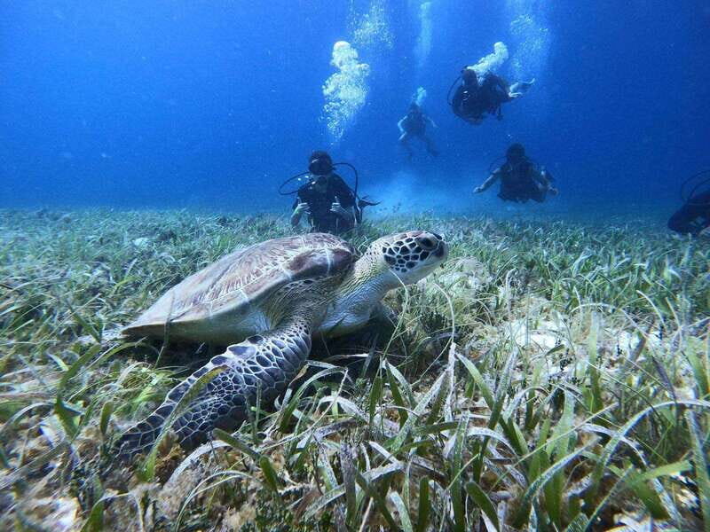 From Cozumel: Chankanaab Cozumel Scuba Diving - Key Highlights You’ll Actually Care About