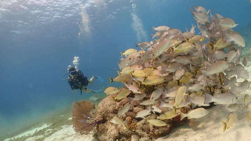 From Cozumel: Chankanaab Cozumel Scuba Diving - Your 2-Hour Timing: How the Session Usually Feels