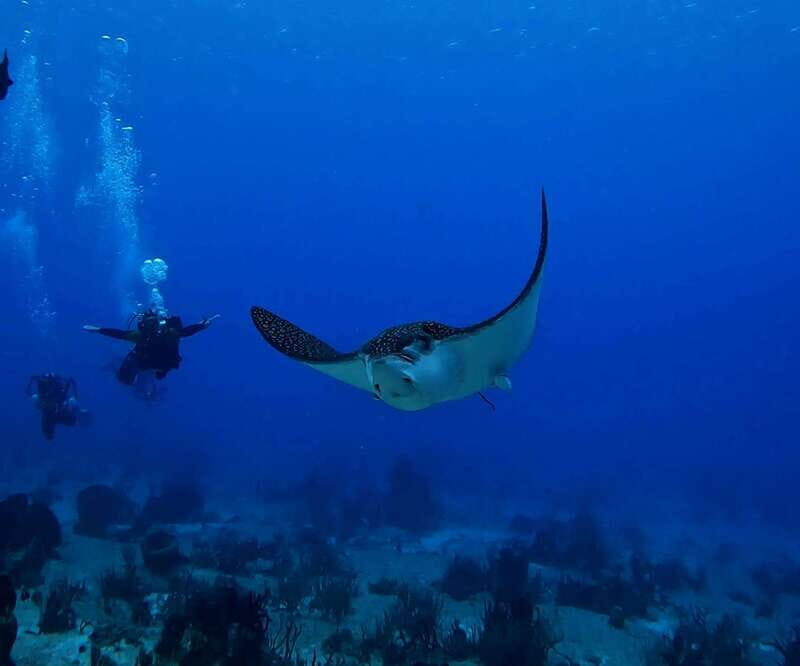 From Cozumel: Double Tank Scuba Diving for Certified Divers - Price value check: $168 and the $12 park fee you’ll want to budget