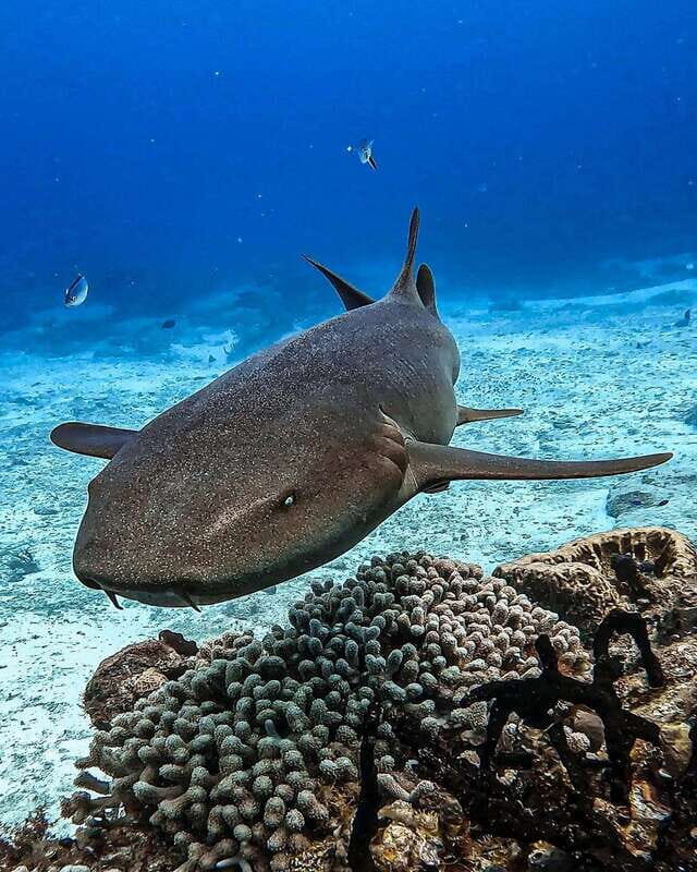 From Cozumel: Double Tank Scuba Diving for Certified Divers - What to bring and what to skip (so your day stays smooth)