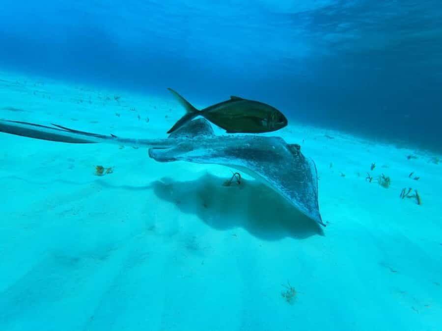 From Cozumel: El Cielo Beach by Catamaran Snorkeling Tour - The secluded beach break: relax mode after reef time