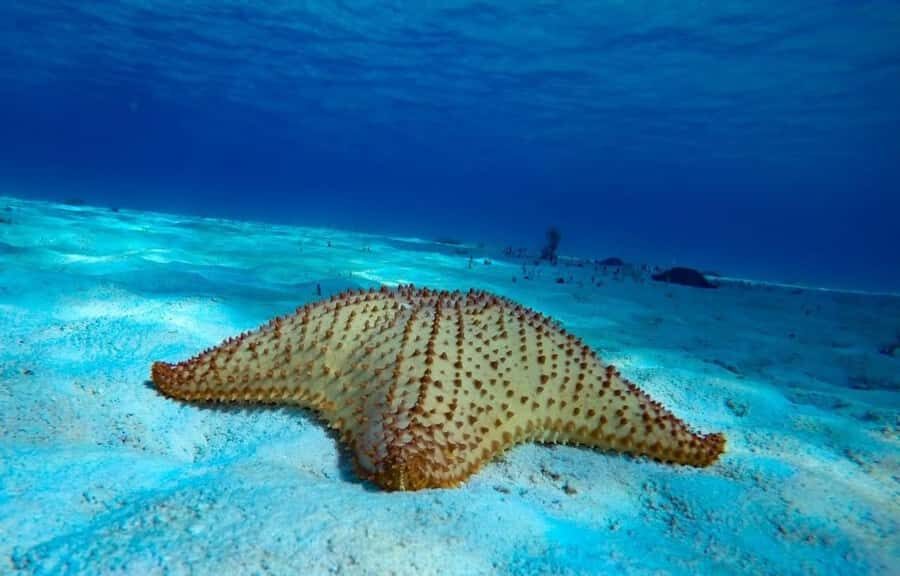 From Cozumel: El Cielo Beach by Catamaran Snorkeling Tour - Who this Cozumel catamaran snorkeling trip suits best