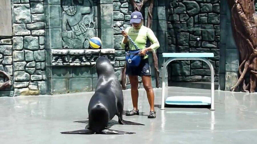 From Cozumel: Official Chankanaab Park Day Pass and Snorkel - Your 3-hour plan: water, show, then take it easy