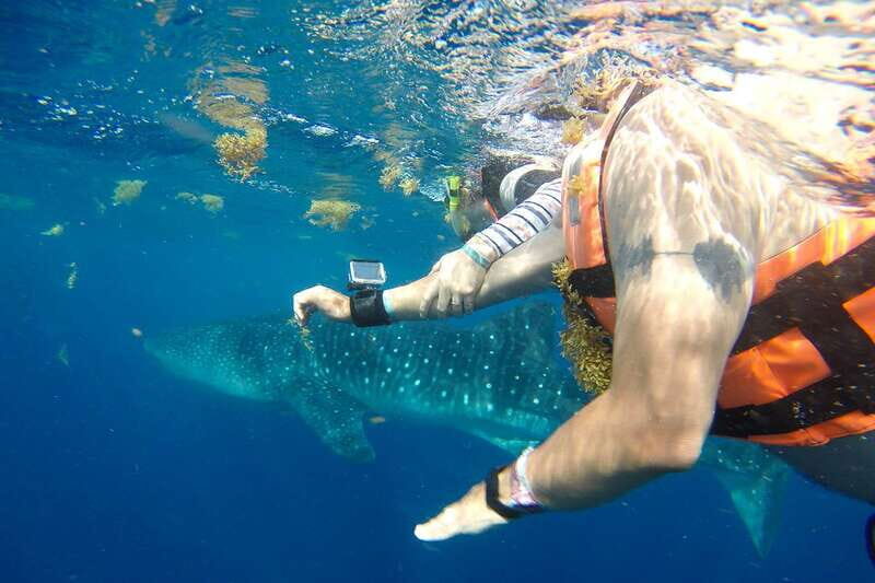 From Playa del Carmen: Whale Shark Tour - Key points you’ll care about