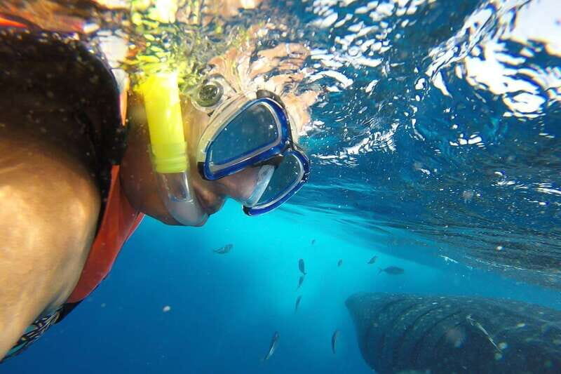 From Playa del Carmen: Whale Shark Tour - Whale sharks in the Mexican Caribbean: why this tour hits different