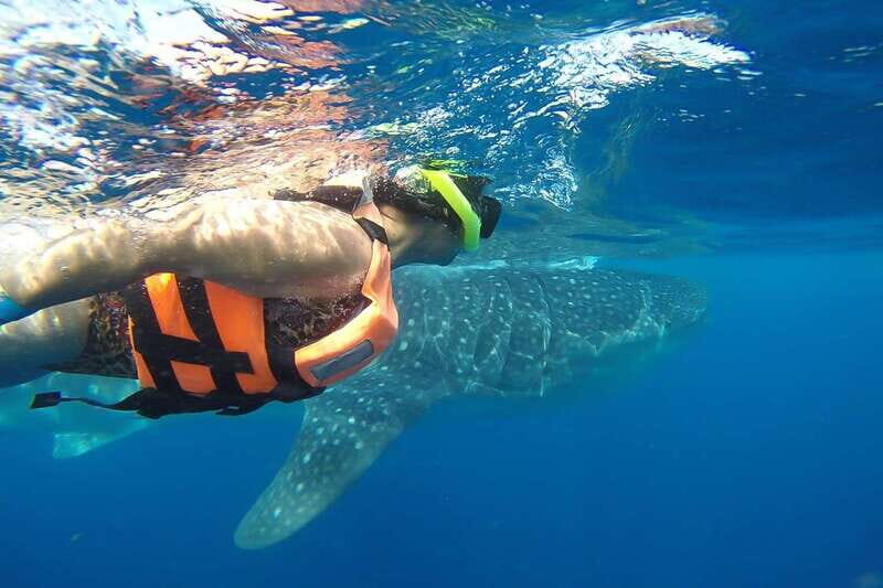 From Playa del Carmen: Whale Shark Tour - Price check: what $195 covers, and what may cost extra