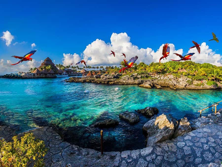 From Riviera Maya: Complete Combo to Xcaret Park! - A full day at Xcaret Park: more choices than a typical day trip