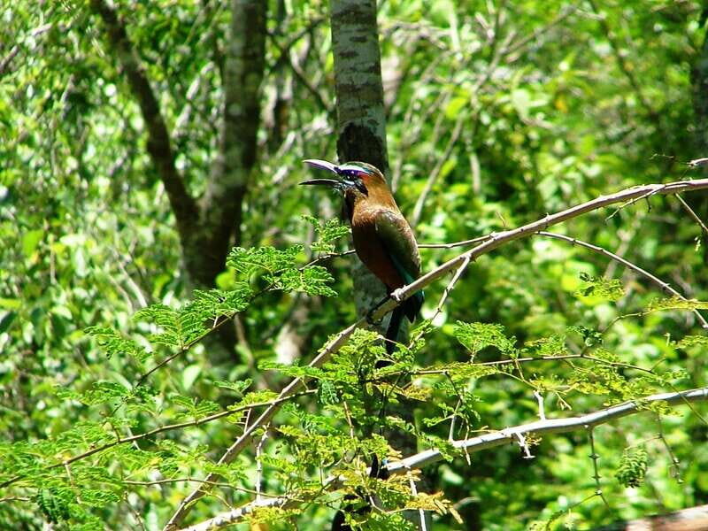 From Riviera Maya : Sian Ka'an Muyil Birdwatching with Guide - Key things I’d mark on your mental map