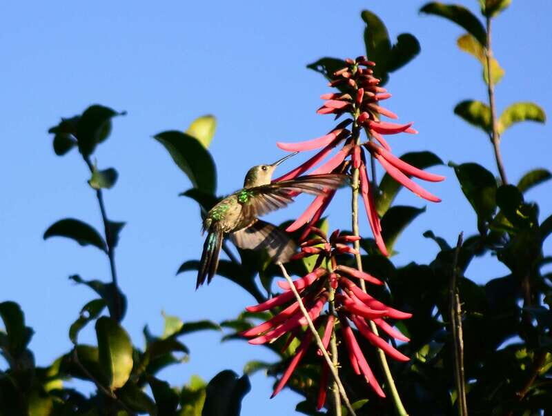 From Riviera Maya : Sian Ka'an Muyil Birdwatching with Guide - What to bring for jungle trails and lagoon views