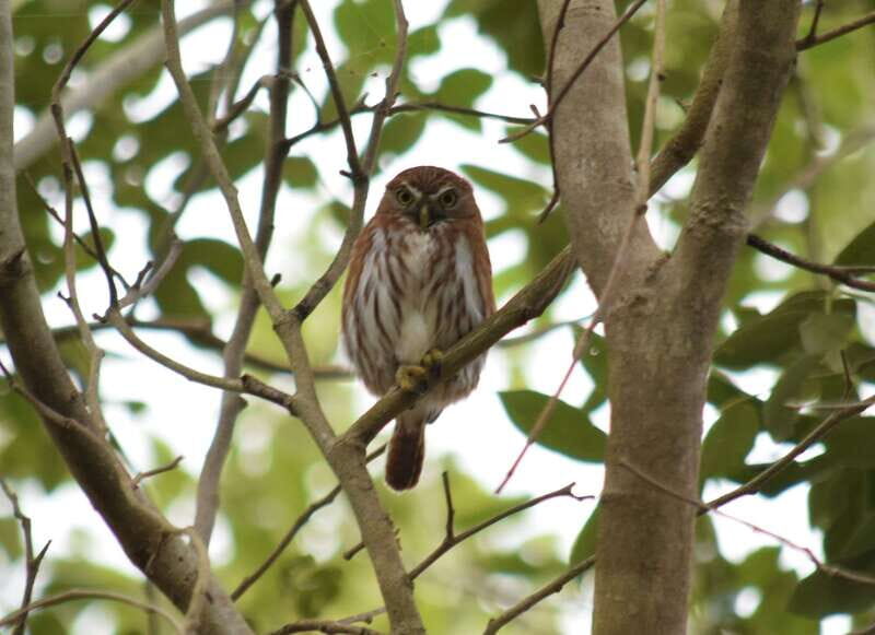 From Riviera Maya : Sian Ka'an Muyil Birdwatching with Guide - Birdwatching in the Mayan community: calls, names, and hands-on spotting