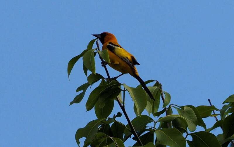 From Riviera Maya : Sian Ka'an Muyil Birdwatching with Guide - How many birds you really can spot (and why the season matters)