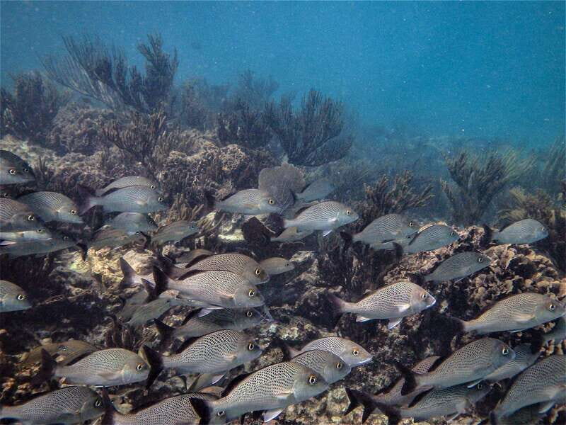 From Riviera Maya: Snorkeling & Private Cenote Half-Day Tour - Price: is $169 per person good value?