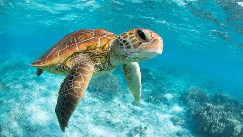 From Riviera Maya: Tulum, Cenote, & Akumal Turtle Swim Trip - What’s included vs. what costs extra: is $121 good value?