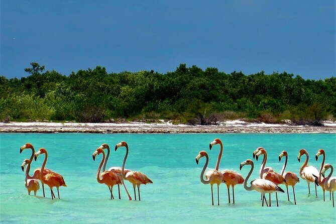 Full Day Excursion to the Best of Holbox From Riviera Maya - Holbox Island free time: make your two hours count