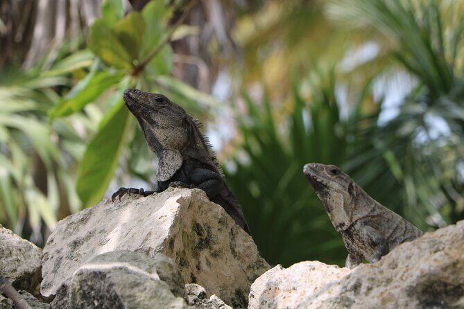 Full Day Guided Tour to Sian Ka'an (short way) - The short-way Sian Ka’an idea: spend daylight in the reserve