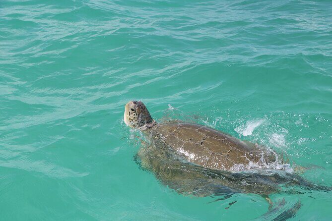 Full Day Guided Tour to Sian Ka'an (short way) - Getting started in Playa del Carmen: the day begins with a real drive