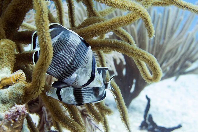 Full-Day Playa del Carmen Reef Diving Activity - The big idea: a full-day scuba experience designed for beginners