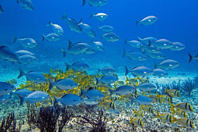 Full-Day Playa del Carmen Reef Diving Activity - Two shallow reef sessions near Playa del Carmen (and what to watch for)