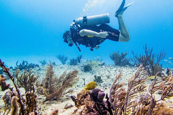 Full-Day Playa del Carmen Reef Diving Activity - 10:00 pickup and what happens first at the Reef marina training area