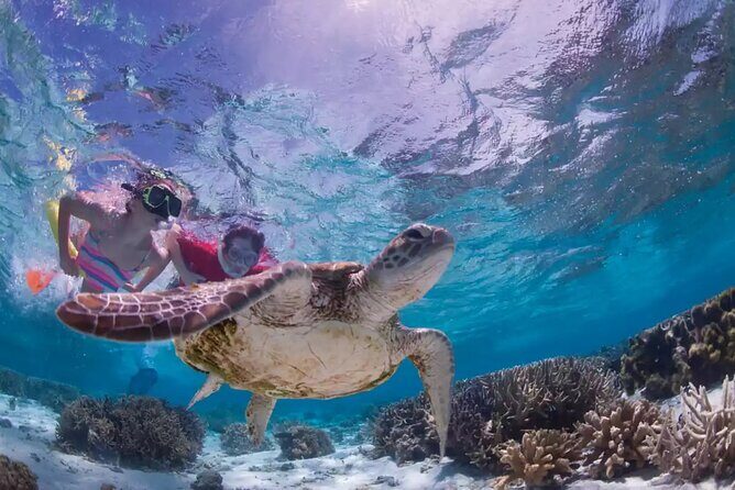 Full-dayTurtle Adventure: ATV, Zipline, Cenote & Turtle Swim - Mayan Ceremony + Down-to-Earth Culture Time