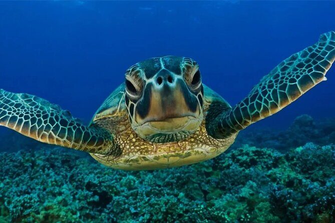 Full-dayTurtle Adventure: ATV, Zipline, Cenote & Turtle Swim - Taco Lunch, Snacking, and Hammock Downtime