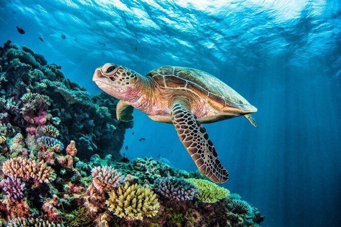Full-dayTurtle Adventure: ATV, Zipline, Cenote & Turtle Swim - Zip Lines and Wall Rappelling: The Day’s Big Adrenaline Stack