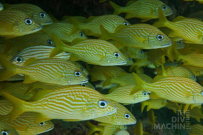Fun Dive Machine in Playa del Carmen or Cozumel-For Certificates - Underwater highlights: what you should expect to see