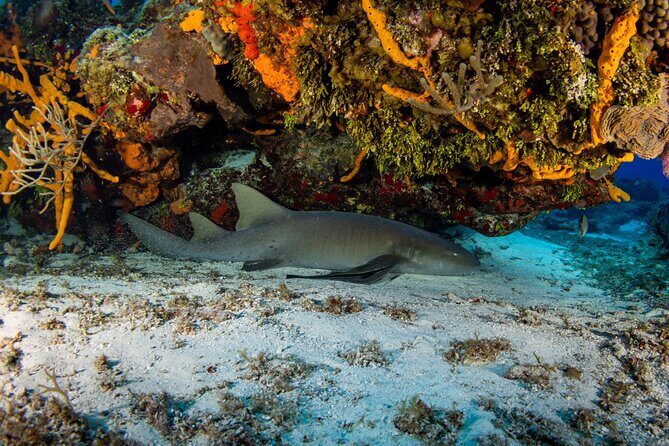 Fun dives Cozumel south marine park - Where You Start: Hotel Villablanca and a Smooth Morning Flow