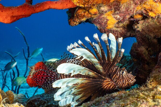 Fun dives Cozumel south marine park - What’s Included in the Price (and What Isn’t)